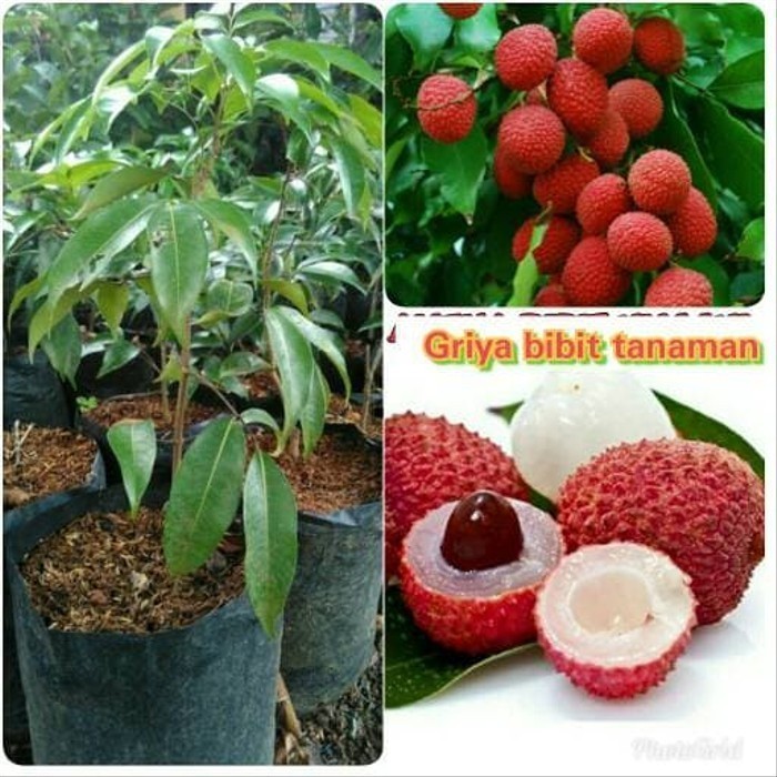 BIBIT BUAH LECI MERAH SUPER
