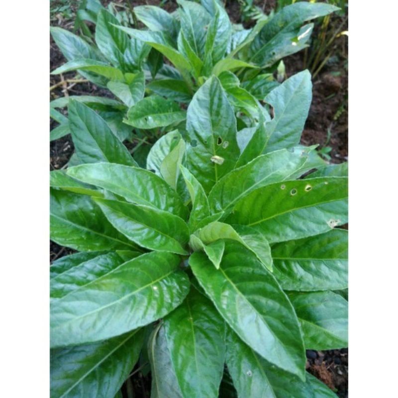 

Sahabatalam lalapan mentah herbal daun rendeu segar