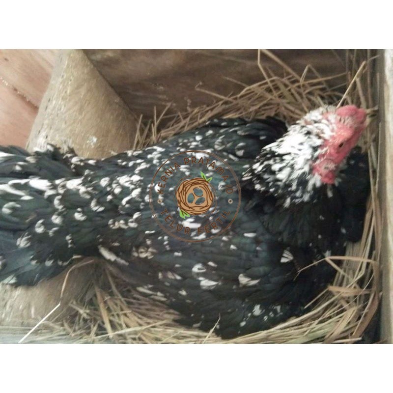 

telur Ayam Bangkok Clasik ekor lidi Fertil terlaris KURNIA PRATAMA ID
