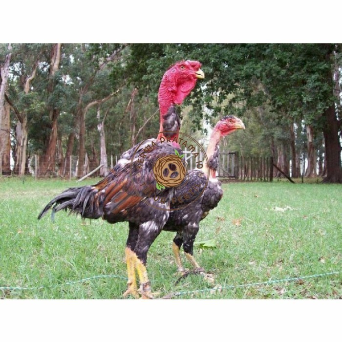 

telur ayam petarung saigon siap ditetaskan - ayam saigon KURNIA PRATAMA ID