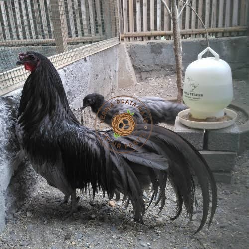 

Telur ayam black sumatera / telur ayam hias / telur fertil siap tetas KURNIA PRATAMA ID