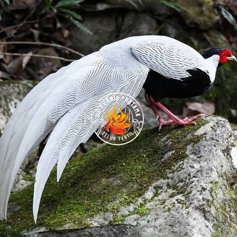 

Telur ayam hias ringneck silver pheasant fertil siap ditetaskan UD KURNIA PRATAMA