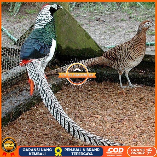 

Telur ayam hias ringneck lady amherst pheasant fertil untuk ditetaskan CV GLAMOUR ID