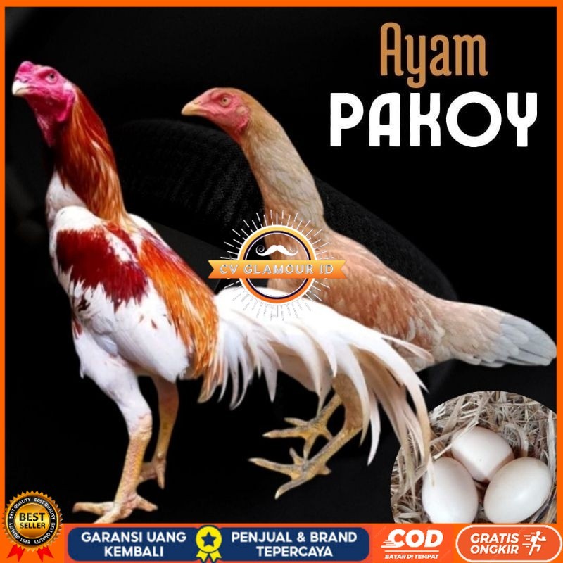 

telur ayam pakhoy ori thailand petarung untuk di tetaskan CV GLAMOUR ID