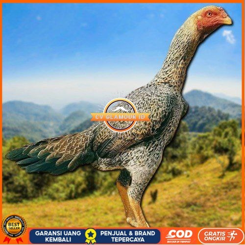 

TELUR TETAS AYAM SHAMO EROPA UNTUK DI TETASKAN CV GLAMOUR ID