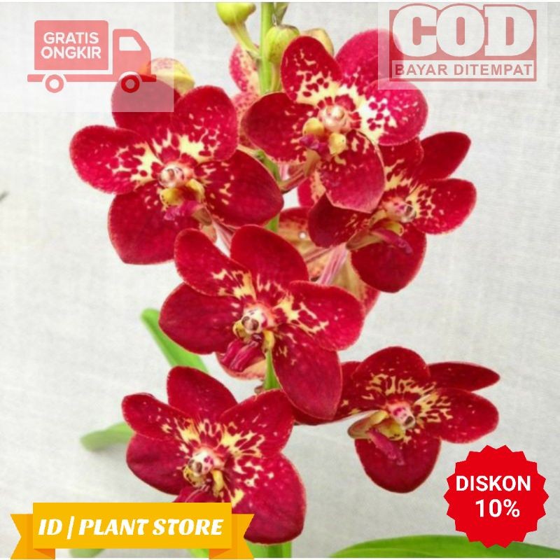Anggrek cymbidium dewasa Siap Bunga Meisha/BUNGA ANGGREK/ANGGREK HIDUP/BUNGA HIDUP/BUNGA HIAS/TANAMA