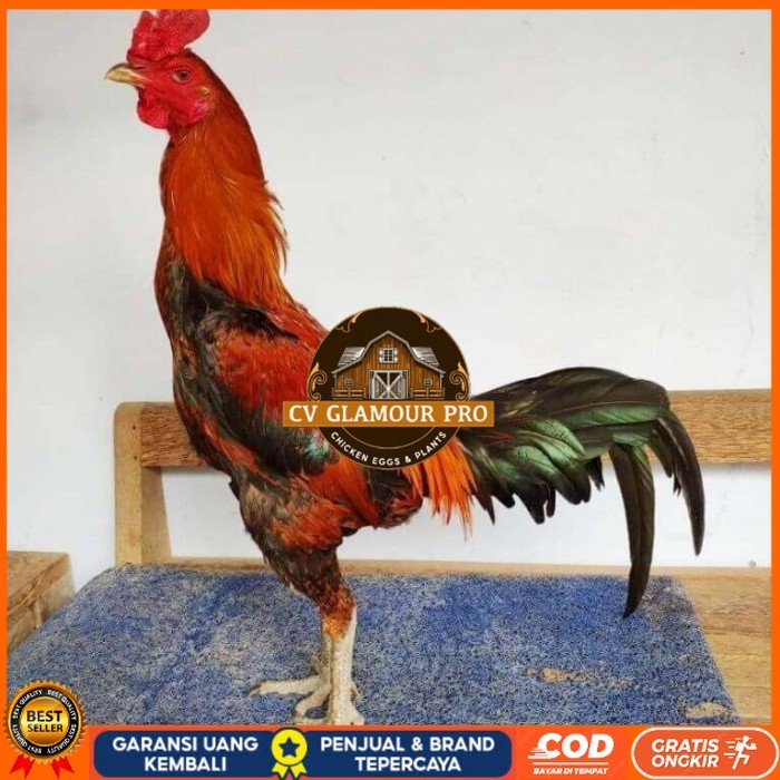

Telur ayam bangkok pama mangon petarung fertil asli CV GLAMOUR PRO