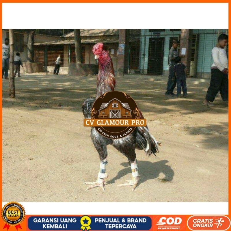 

TELUR AYAM GORDZILLA BIG JUMBO UNTUK DI TETASKAN CV GLAMOUR PRO