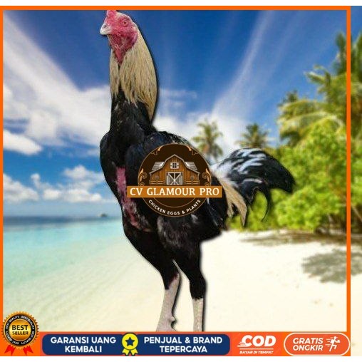 

Ayam Bangkok CLASIK ori Blurang Telur fertil (TERLARIS) CV GLAMOUR PRO