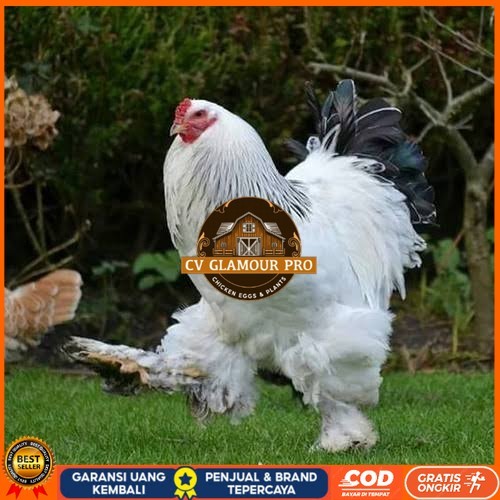 

Telur ayam hias brahma siap ditetaskan CV GLAMOUR PRO
