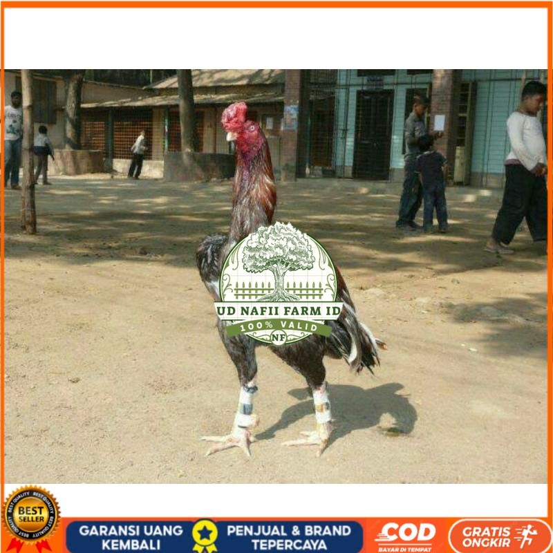 

TELUR AYAM GORDZILLA BIG JUMBO UNTUK DI TETASKAN UD NAFII FARM ID