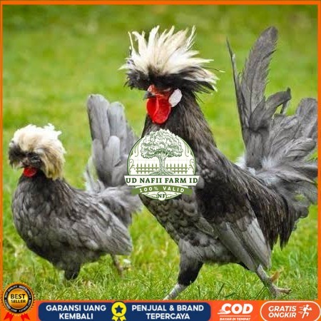 

Telur ayam poland / telur ayam hias / telur fertil siap cod UD NAFII FARM ID