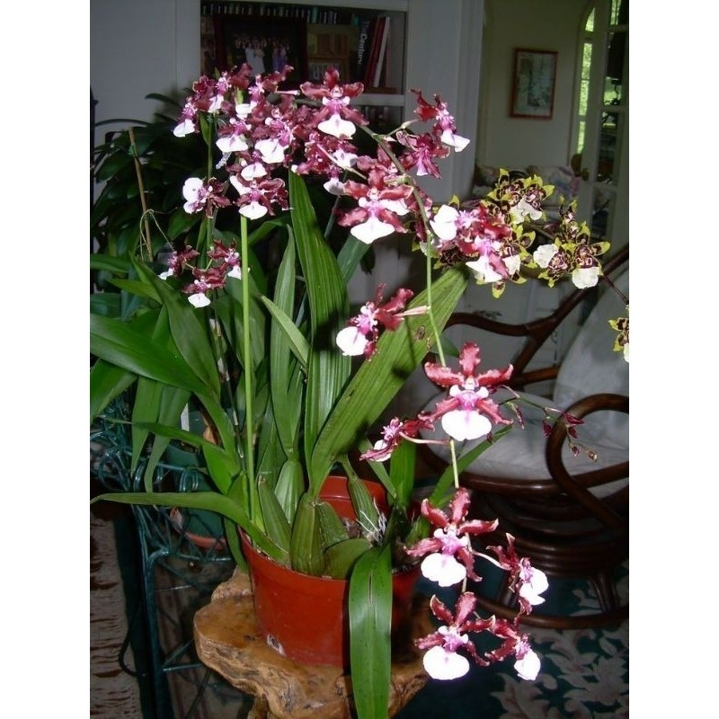Anggrek Dewasa Oncidium Wild cat - Bunga Anggrek Oncidium
