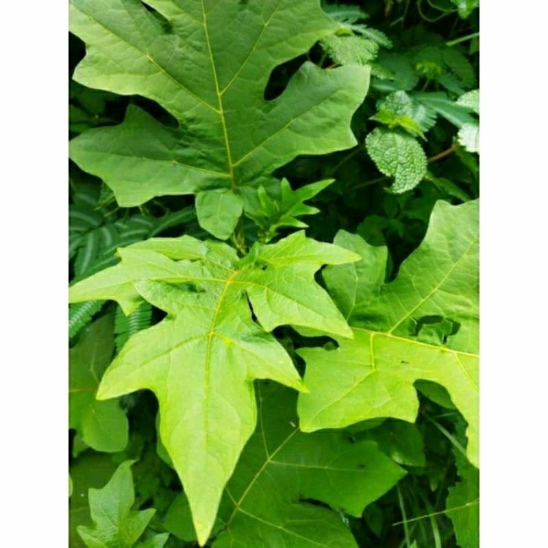 

AZ PROMO 250 GRAM DAUN CEPOKAK ATAU TAKOKAK SEGAR FRESH PETIK