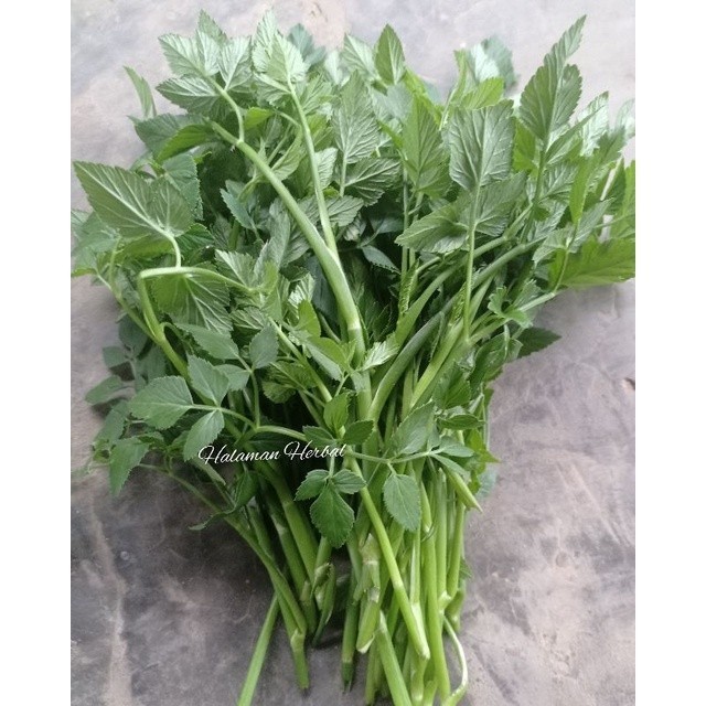 

AZ Daun Tespong/Selada Segar 100 Gram