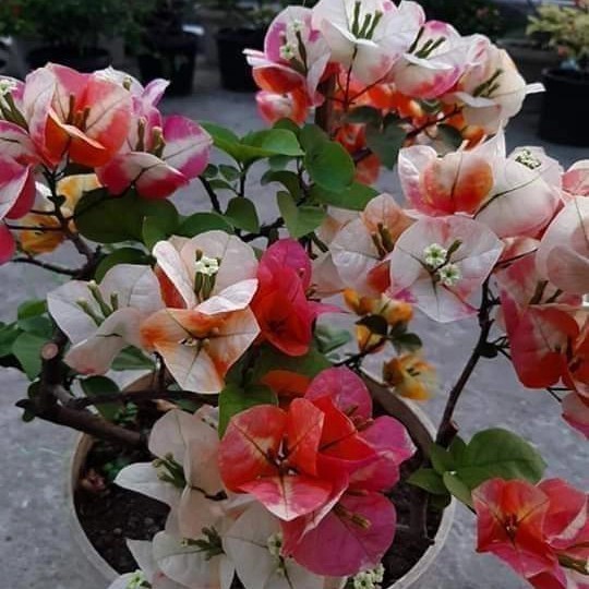 BUNGA KERTAS IMPORT BOUGENVILLE CITRA MOUNDORING