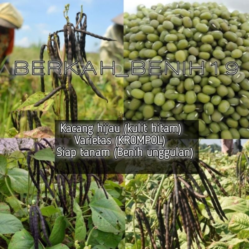 

TERMURAH! 1KG BENIH KACANG HIJAU KULIT HITAM VARIETAS KROMPOL IMPORT KUALITAS UNGGULAN