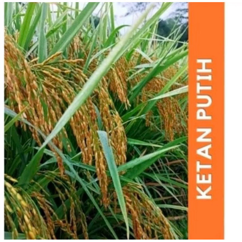 

READY STOK!! 1Kg Benih Padi Ketan Putih Grendel Super Siap Tanam (B.B.01) (B.B.19)