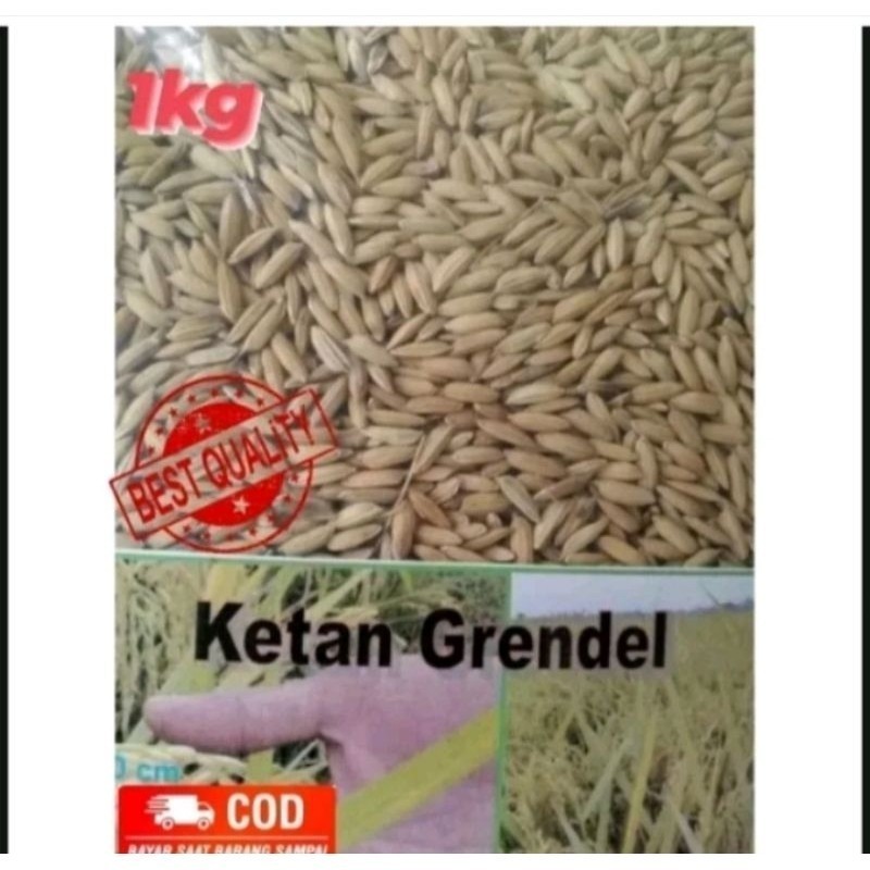

READY STOK!! Murah !! 1Kg Benih Padi Ketan Putih Grendel Unggul JL (B.B.19)