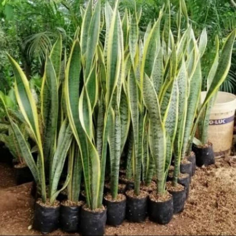 Sansiviera Lidah Mertua Sansivera Kuning Pedang