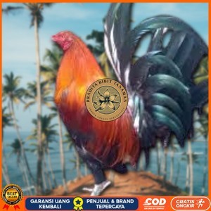 

telur ayam Philipin asli AK47 untuk di tetaskan PRADITA BIBIT TANAMAN