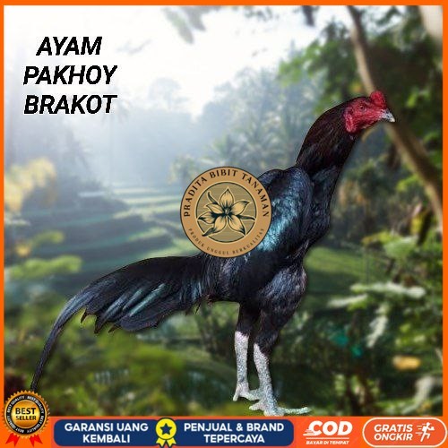 

Telur Ayam Pakhoy Full Brakot Vertil Siap Di Tetaskan Jaminan Super Oiginal Bergaransi PRADITA BIBIT TANAMAN