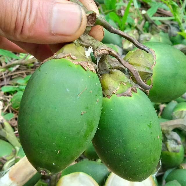 

Buah pinang muda press per 500 gram