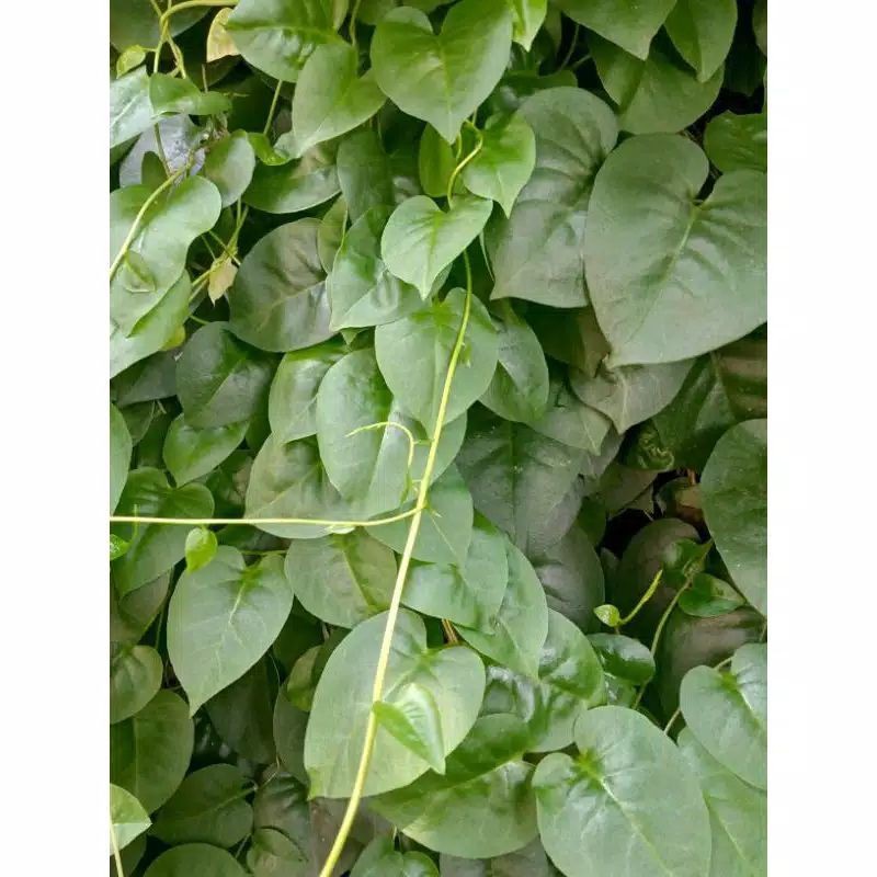 

Baru Promo daun binahong segar fresh 500 gram Ml plant