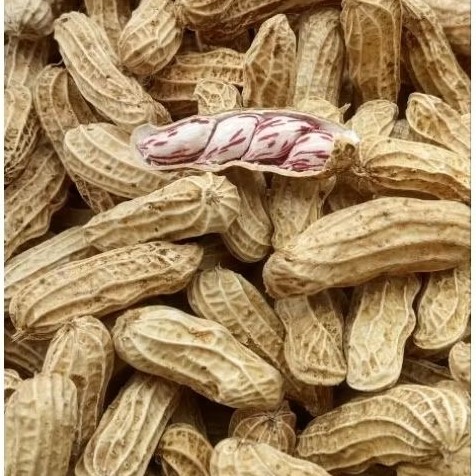 

KACANG LURIK MADU BERSIH SUPER FULL SORTIR GARANSI 1KG