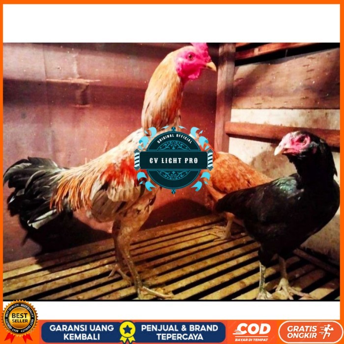 

ayam bulbi tampar tampar telur fertill original berkualitas CV LIGHT PRO