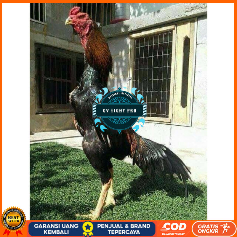 

TELUR FERTIL AYAM SHAMO JEPANG UNTUK DI TETASKAN CV LIGHT PRO