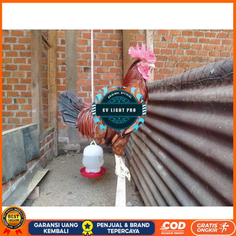 

TELUR FERTIL AYAM LARMOD JUMBO INDUKAN TERSELEKSI UNTUK DI TETASKAN CV LIGHT PRO