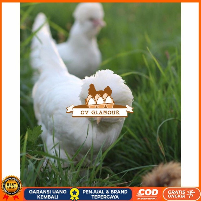 

Telur ayam hias sultan fertil untuk ditetaskan Langsung CV GLAMOUR