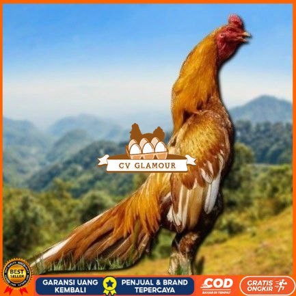 

telur ayam Shamo Eropa Ori telur fertil(TERLARIS) CV GLAMOUR