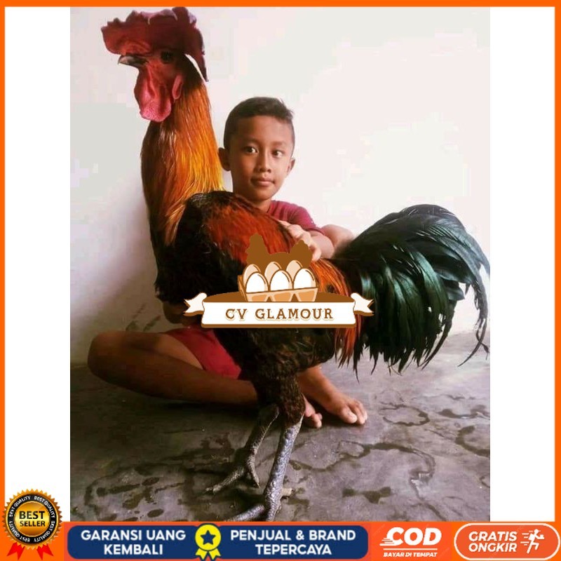 

TELUR AYAM HIAS PELUNG UNTUK DI TETASKAN CV GLAMOUR