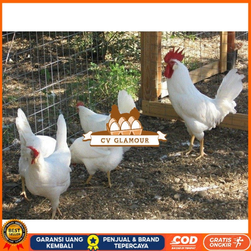 

TELUR AYAM ARAB WHITE UNTUK DI TETASKAN CV GLAMOUR