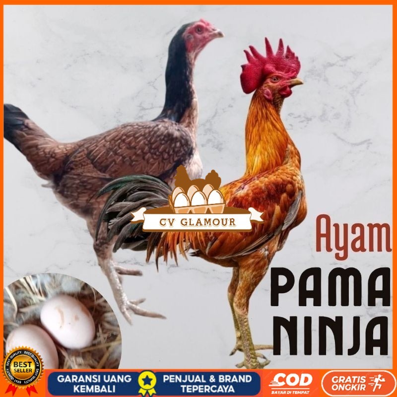 

telur ayam pama ninja original untuk di tetaskan CV GLAMOUR