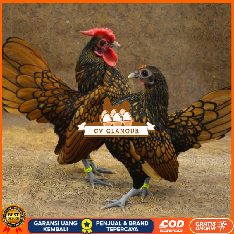 

TELUR FERTIL AYAM BATIK KANADA UNTUK DI TETASKAN CV GLAMOUR