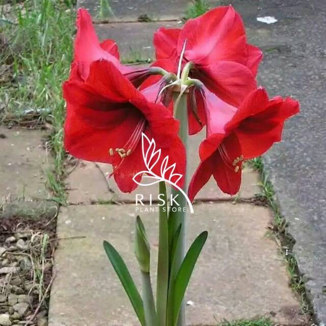 Tanaman bunga bakung amarilis umbi bunga merah pohon bakung