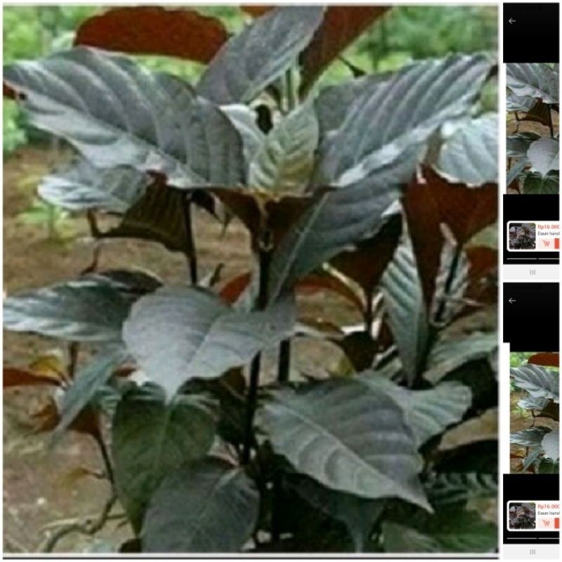 

daun handelem' daun koli hitam daun ungu herbal ready