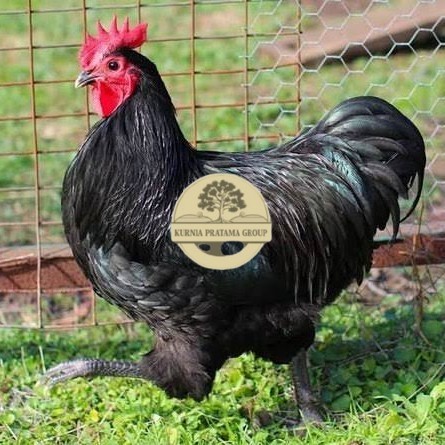 

Telurr ayam black australorp / telur ayam hias / telur fertil siaptetas KURNIA PRATAMA GROUP