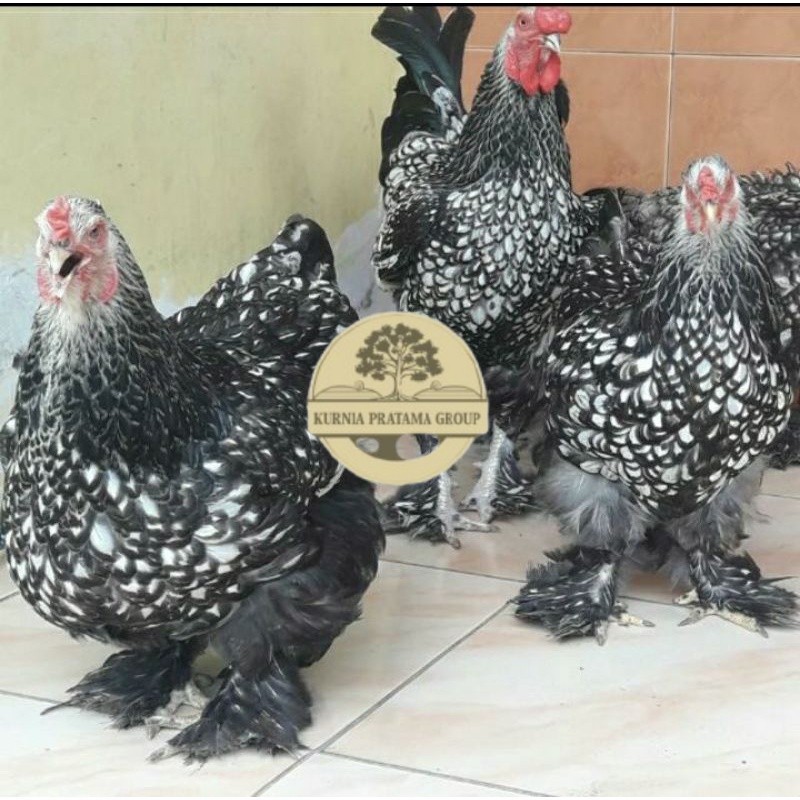 

TELUR AYAM HIAS BRAHMA SILVER LACED UNTUK DI TETASKAN KURNIA PRATAMA GROUP