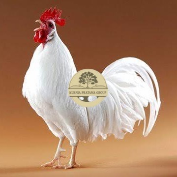 

Telur ayam leghorn white / telur ayam hias / telur fertil siap kirim KURNIA PRATAMA GROUP