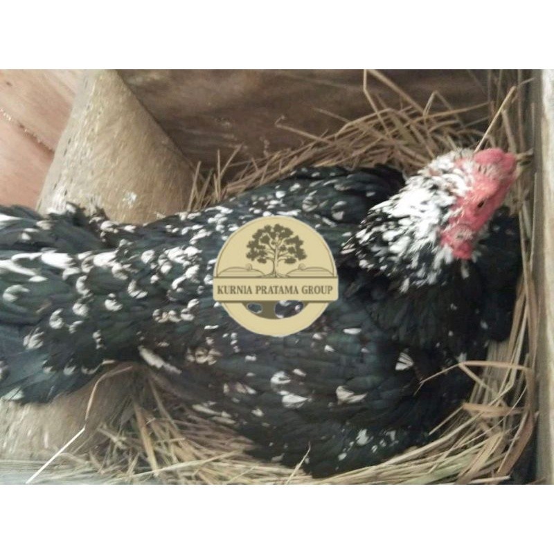 

telur Ayam Bangkok Clasik ekor lidi Fertil terlaris KURNIA PRATAMA GROUP