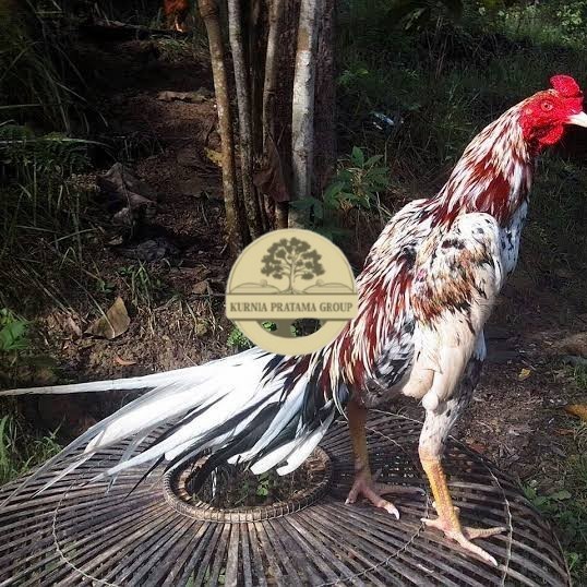 

Telur ayam bangkok ekor lidi / telur ayam hias fertil siap tetas KURNIA PRATAMA GROUP