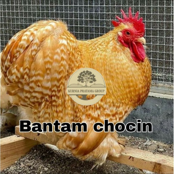 

Telur ayam hias bantam chocin fertil ditetaskan - bantam chocin KURNIA PRATAMA GROUP