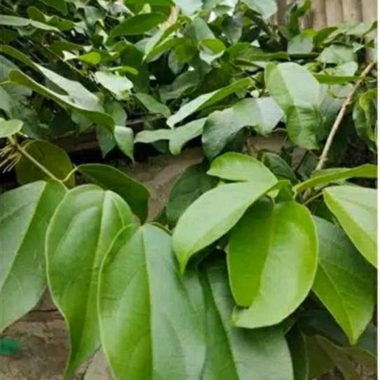 

Ready stok daun cincau segar 1kg