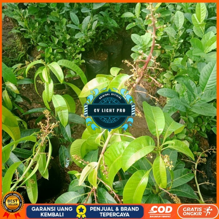 TANAMAN BUAH MANGGA SUDAH BERBUNGA JENIS KIOJAY,CHOKANAN,HARUM MANIS Bibit Tanaman Super Unggul CV L