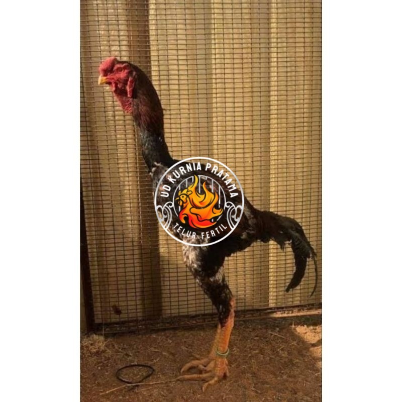 

TELUR AYAM MALAY UNTUK DI TETASKAN UD KURNIA PRATAMA