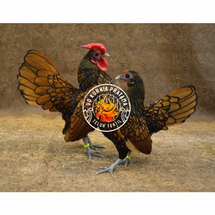

Telur ayam serama kate batik kanada telur ayam hias fertil siap kirim UD KURNIA PRATAMA